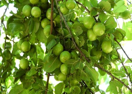 پیش بینی برداشت ۱۶ هزار تنی گوجه سبز از باغات گیلان