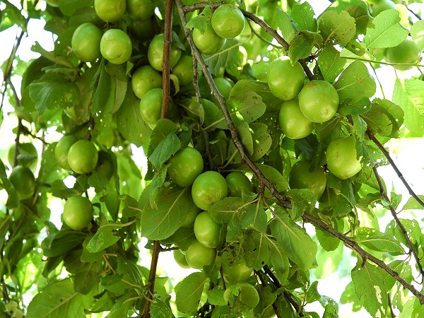 پیش بینی برداشت ۱۶ هزار تنی گوجه سبز از باغات گیلان