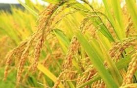 طرح جهش تولید برنج برای نخستین بار در گیلان اجرایی شد