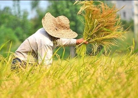 ۴۵ درصد شالیزارهای گیلان آماده برداشت است