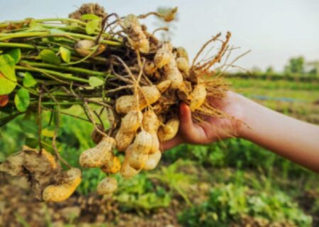 برداشت بادام زمینی در سطح ۳۱۰۰ هکتار از اراضی زراعی گیلان