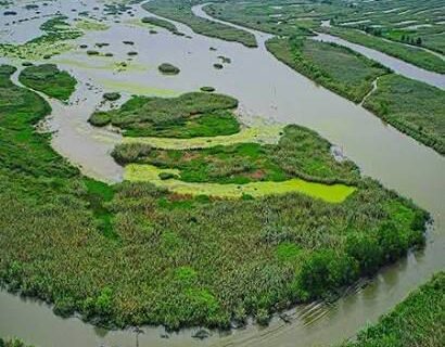 اجرای پروژه حفاظت از تالاب انزلی در فاز کشاورزی پایدار