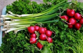 درآمد ۱۶ هزار میلیارد تومانی کشاورزان گیلانی از کشت دوم