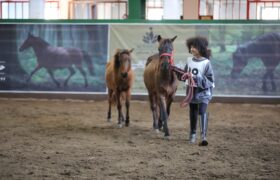 بیستمین جشنواره ملی زیبایی اسب کاسپین در منطقه آزاد انزلی برگزار شد