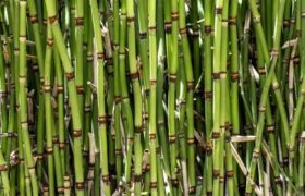 جشنواره نیشکر در صومعه‌سرا برگزار می‌شود