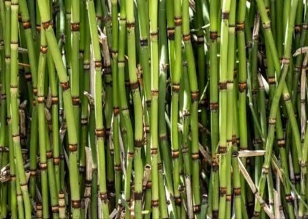 جشنواره نیشکر در صومعه‌سرا برگزار می‌شود