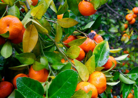 برداشت ۸۰ هزار تنی مرکبات از باغات گیلان