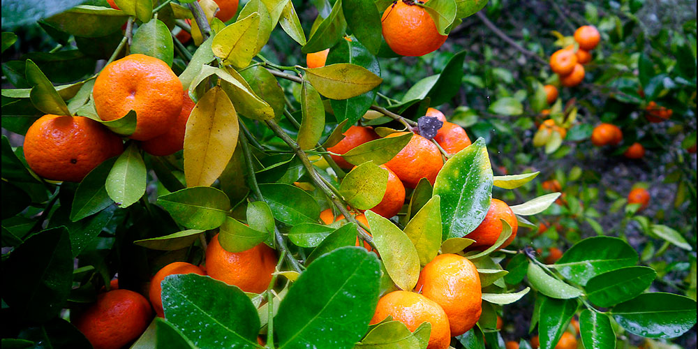 برداشت ۸۰ هزار تنی مرکبات از باغات گیلان