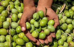 برداشت ۸۵ درصدی زیتون از باغات جنوب گیلان