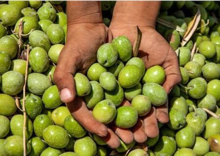 برداشت ۸۵ درصدی زیتون از باغات جنوب گیلان