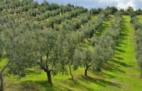 باغداران مبارزه با آفت زیتون را جدی بگیرند
