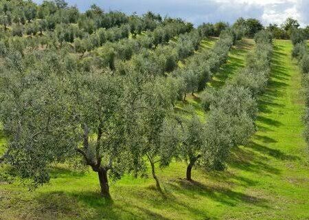 باغداران مبارزه با آفت زیتون را جدی بگیرند