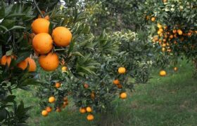 باغداران گیلانی مبارزه زمستانه با آفات مرکبات را آغاز کنند