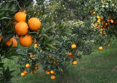 باغداران گیلانی مبارزه زمستانه با آفات مرکبات را آغاز کنند