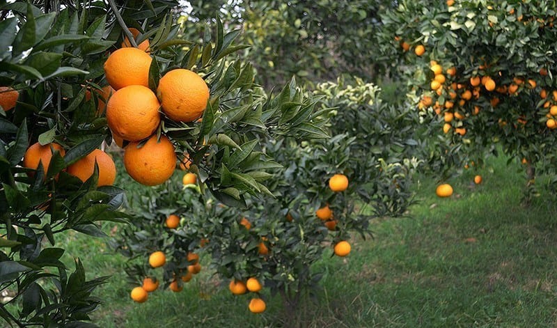 باغداران گیلانی مبارزه زمستانه با آفات مرکبات را آغاز کنند