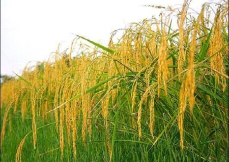 ظهور خوشه در ۷۰ درصد از شالیزار‌های گیلان