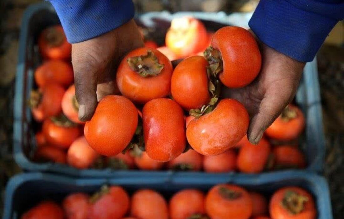 برداشت بیش از ۲ هزار و ۷۶۰ تن خرمالو در گیلان پیشبینی شد